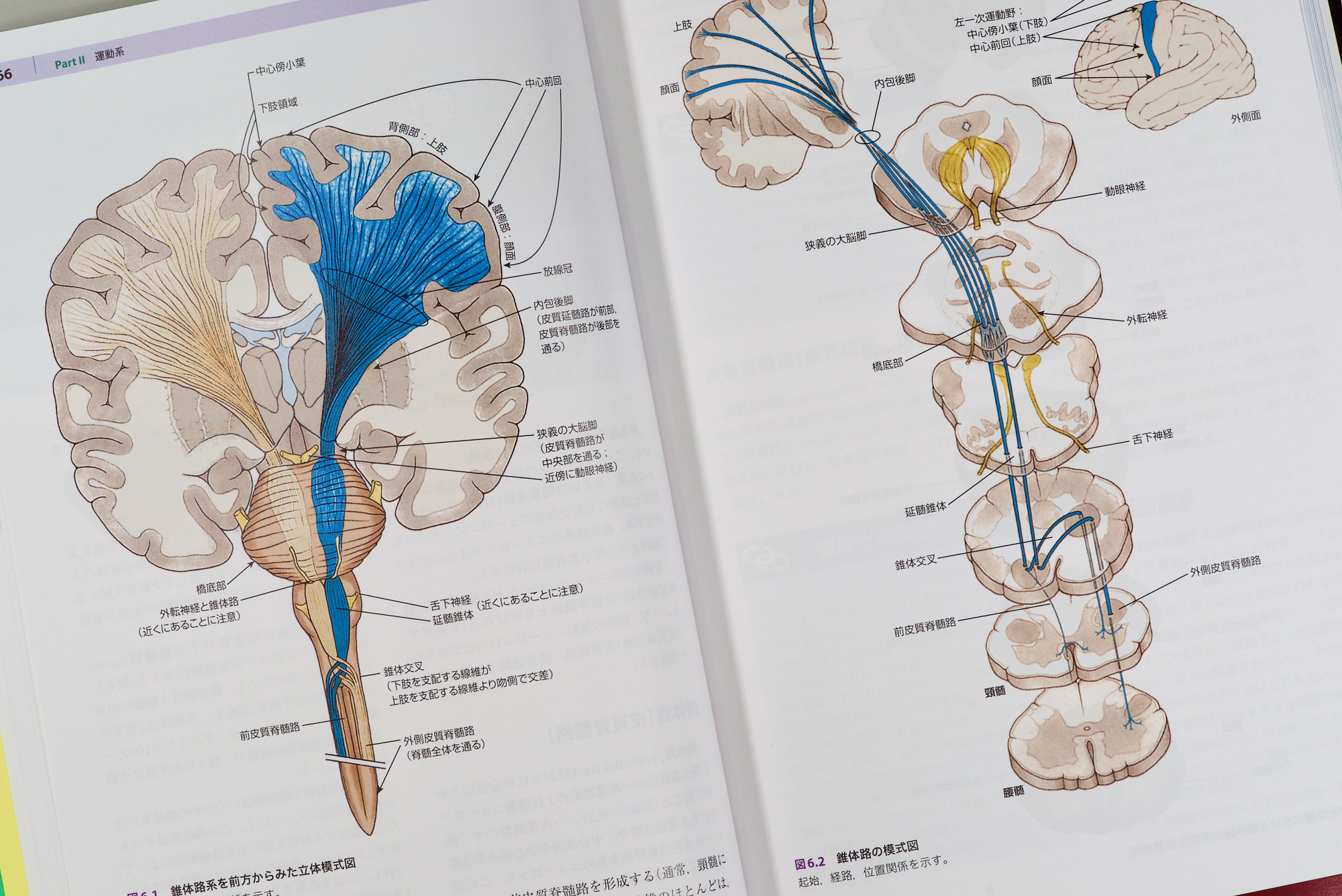 臨床のための脳と神経の解剖学 / Anatomy 今日も明日も/臨床のための脳