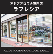 アジアアロワナ熱帯雨林の神秘特価販売【アジアアロワナ専門店