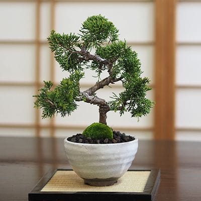 真柏｜盆栽妙 – 盆栽妙 本店