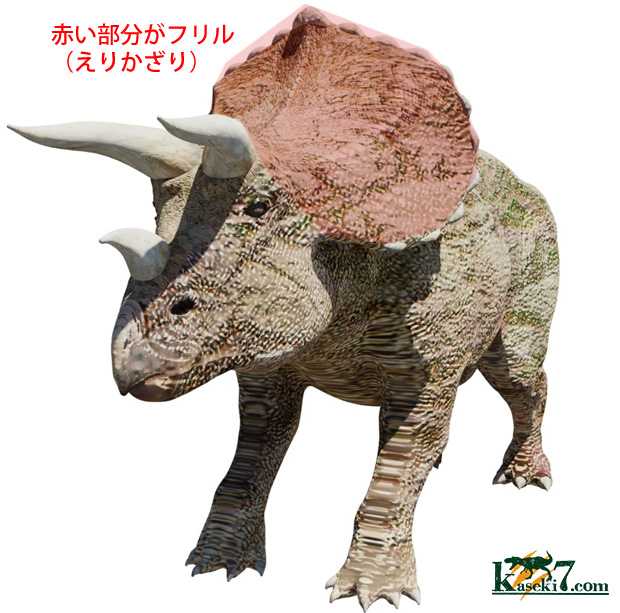 新着化石 トリケラトプスのフリル化石 | 化石セブンの最新情報