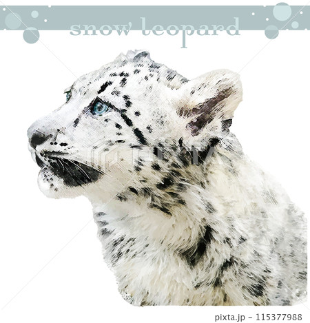 野生のユキヒョウのイラスト・ゆきひょう・雪豹・ヒョウのイラスト素材