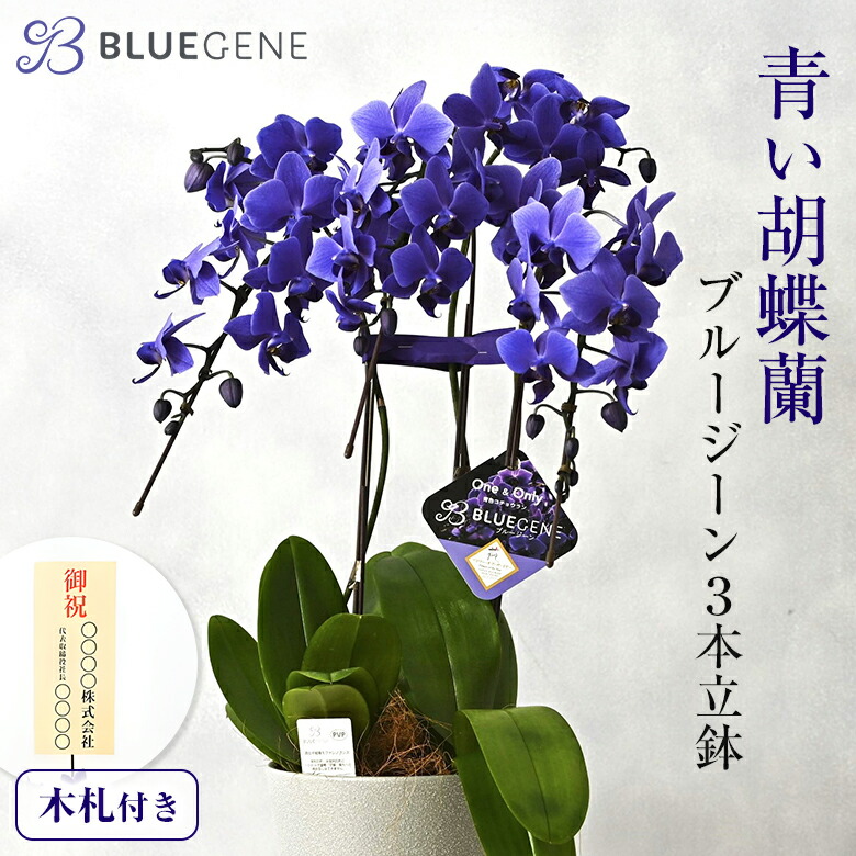 楽天市場】胡蝶蘭 ブルージーンの通販