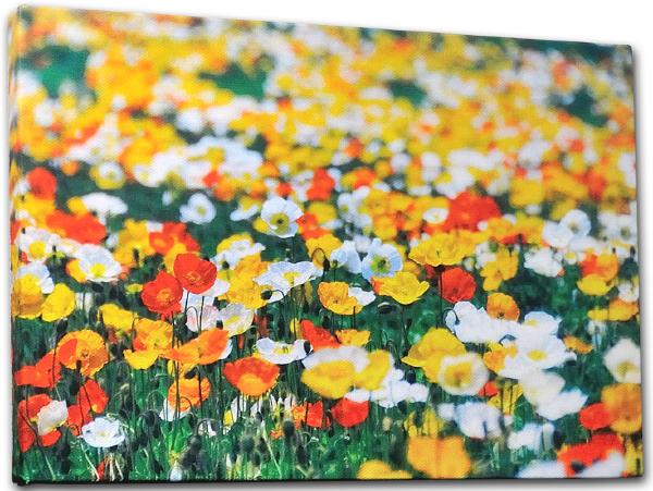 楽天市場】壁掛けアート アートパネル 風景画 写真 P3 ポピー 花畑