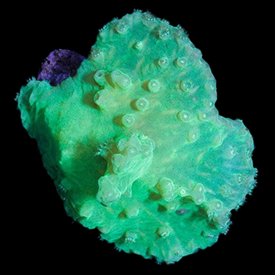 Buy Neon Green Cabbage Coral | Live Coral Sale - Vivid Aquariums