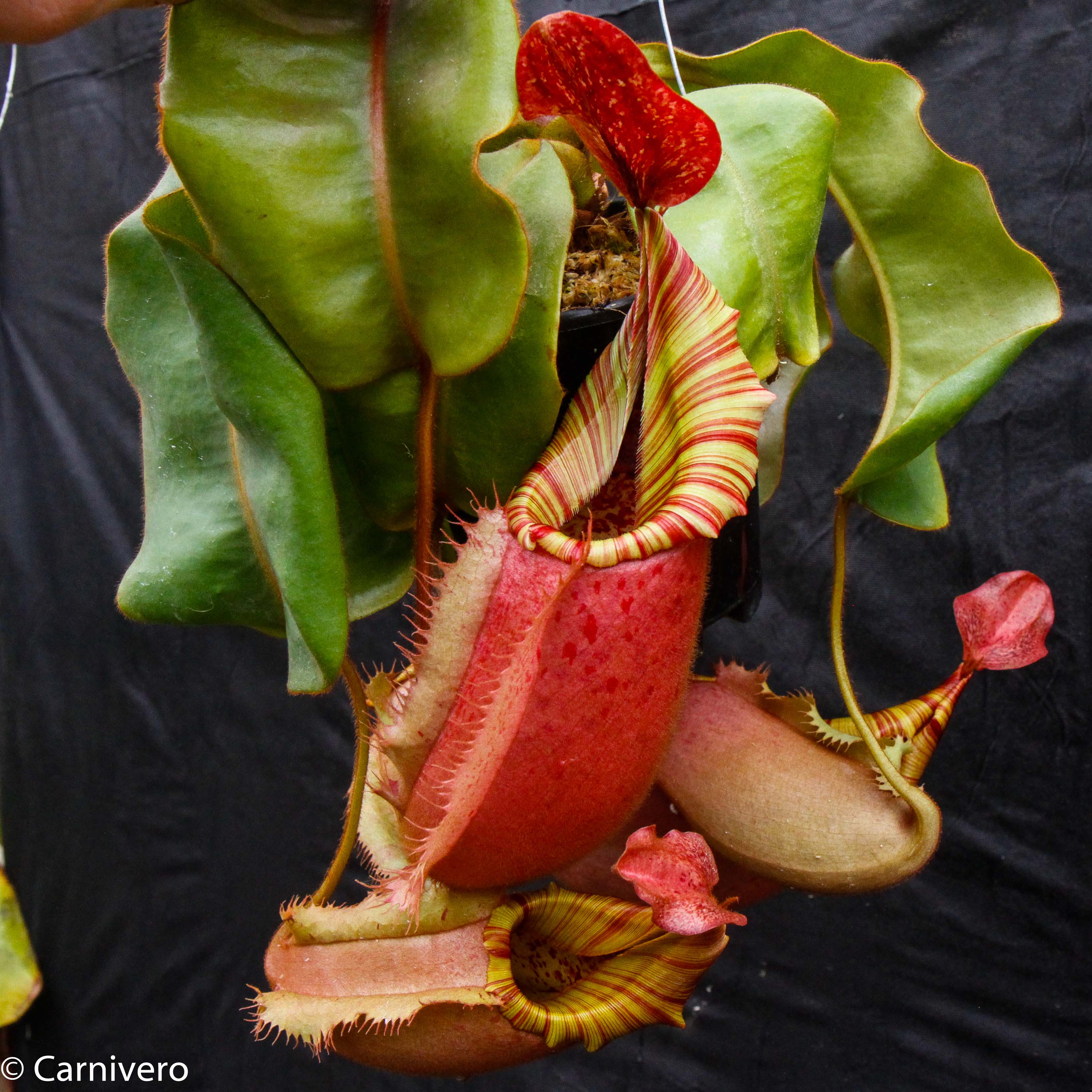 Nepenthes veitchii (