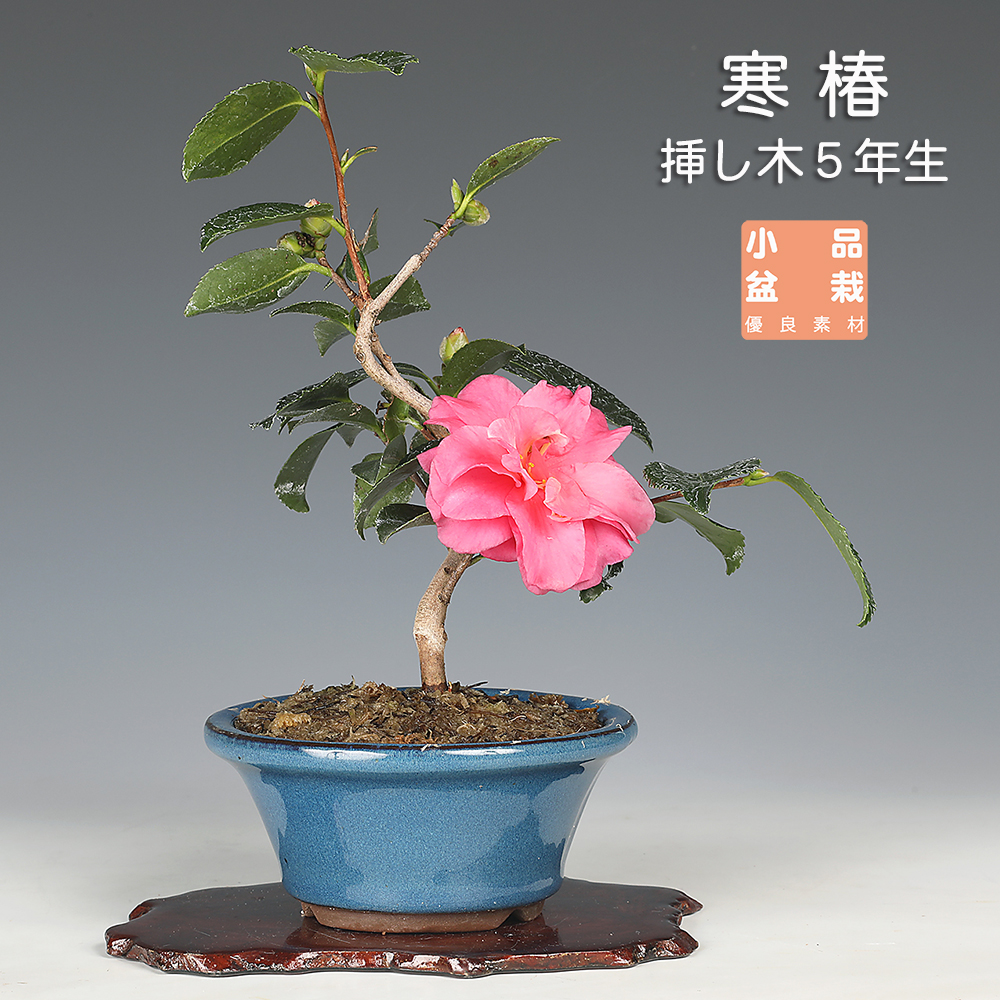 紫泥胴紐丸鉢〔宜興松亭自造〕 | 盆栽、盆栽書籍、盆栽鉢の通販│近代出版