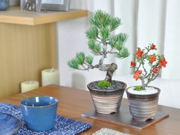 母の日 松と花 ミニ盆栽ペアセット| プレゼントに盆栽妙 – 盆栽妙 本店