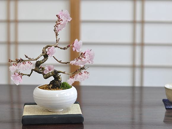 小品十月桜｜盆栽妙 – 盆栽妙 本店