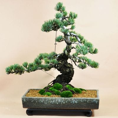 極上五葉松 松富士の盆栽を販売｜盆栽妙 – 盆栽妙 本店