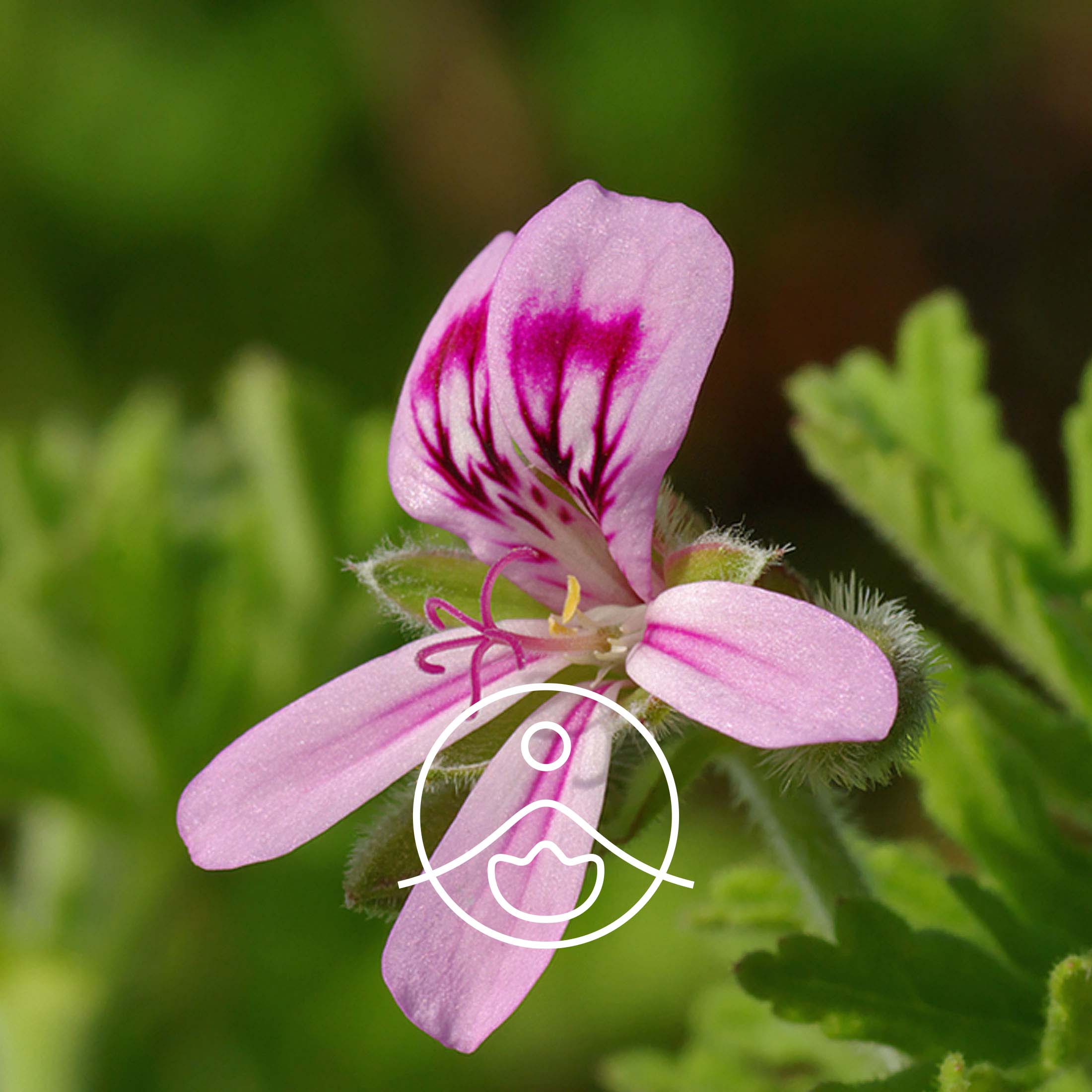 ゼラニウムブルボン（オーガニック）｜エッセンシャルオイル（精油