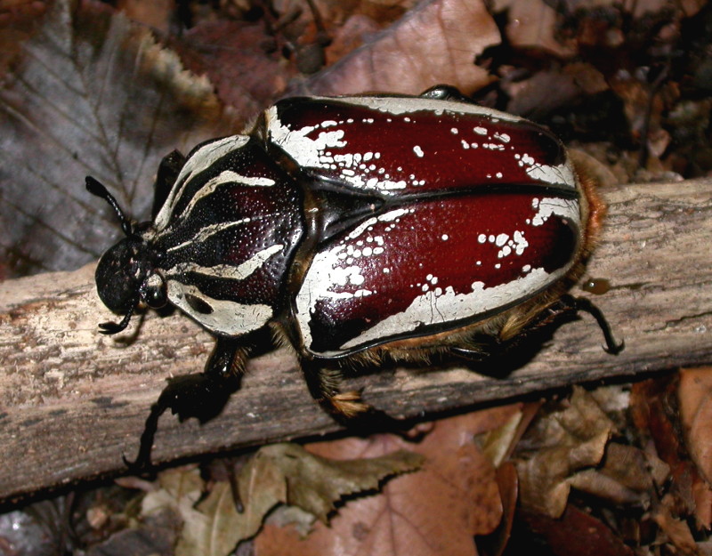 Flower Beetles - Goliathus :: ..
