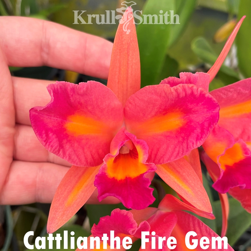 Ctt. Fire Gem