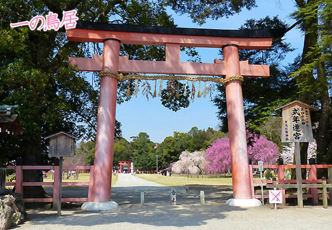 上賀茂神社の桜