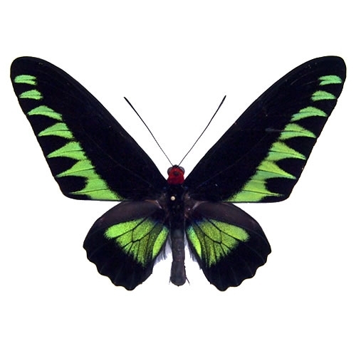 アカエリトリバネアゲハ , 蝶の標本 販売・通販のNatureShop|モルフォ