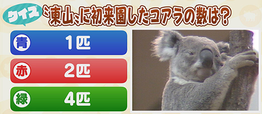 いいね！どうぶつZOO鑑 コアラ｜2020年4月3日(金)｜ドデスカ
