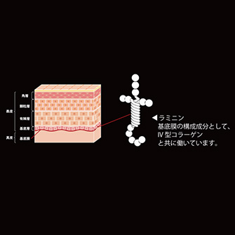スキンケア ジェル LM511｜ニッピコラーゲン化粧品【公式】通販サイト