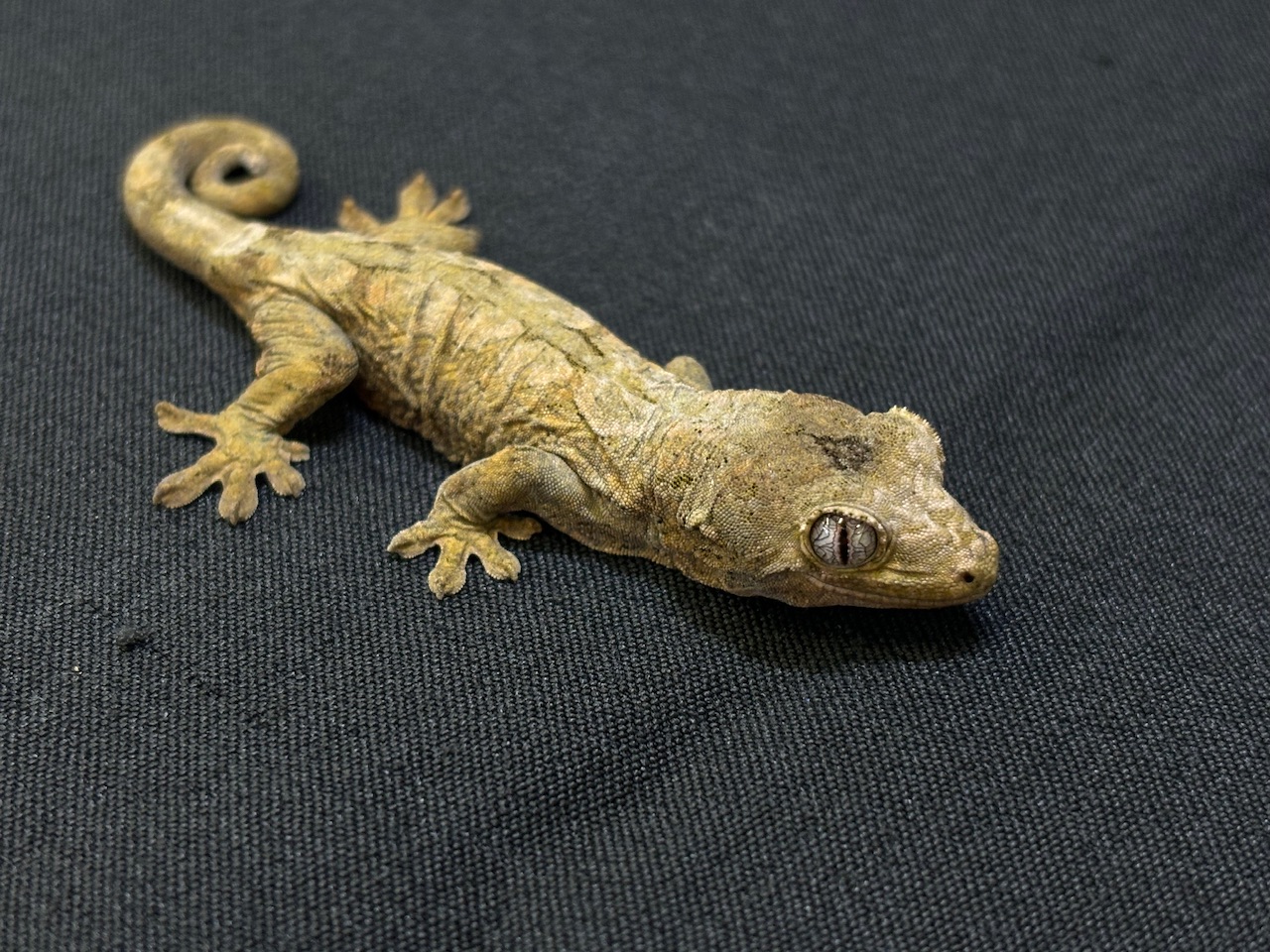 価格の安いチャホアミカドヤモリ 全長約20cm± / アクア＆ペット かねだい