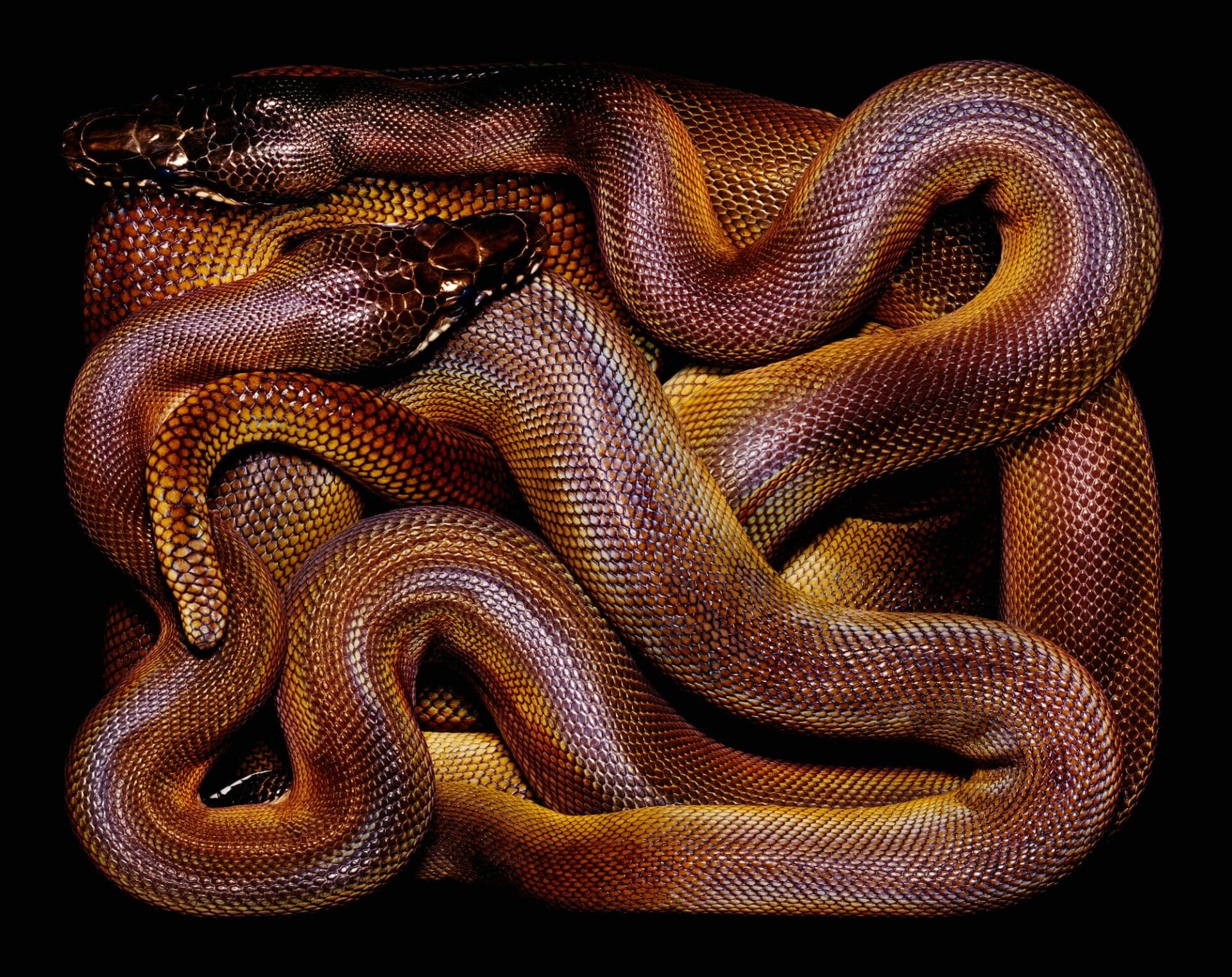 Rectangular Black Boxes Enclose Coiling Serpents in Guido