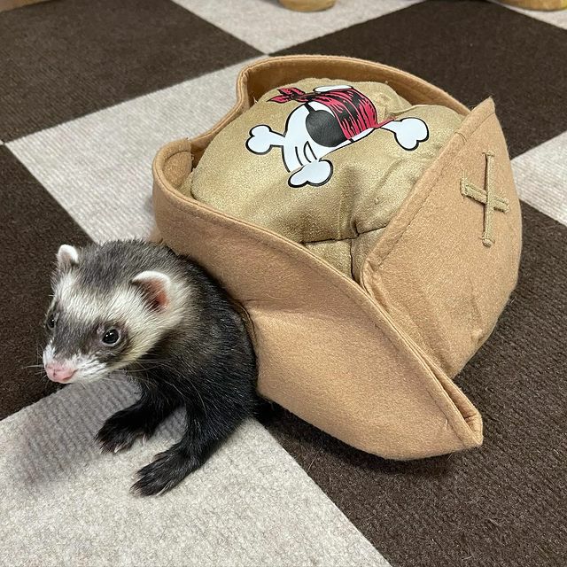 小動物用 プール MarshallPet マーシャルペット マーシャルフェレット