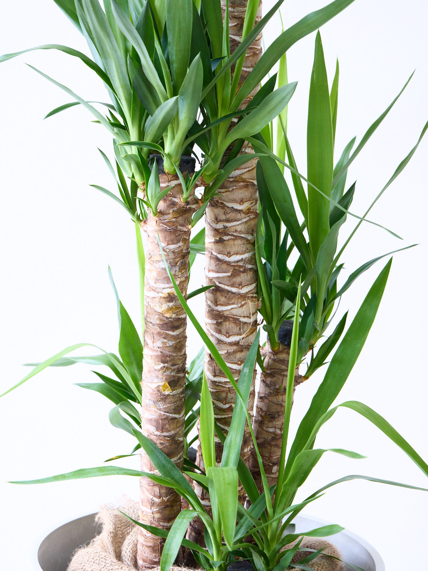 ユッカ・エレファンティペス XL 【首都圏限定】 | 観葉植物の通販 AND