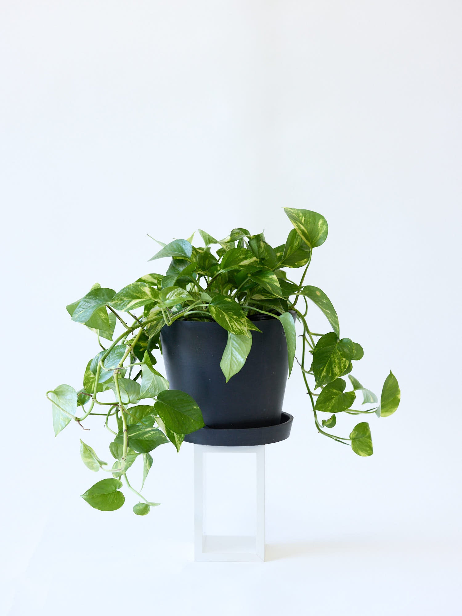 ポトス・ゴールデン S | 観葉植物の通販 AND PLANTS (アンドプランツ)