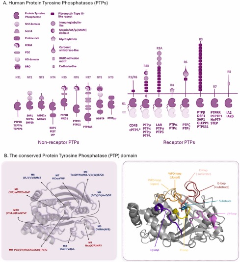 Protein Tyrosine Phosphatase regulation by Reactive Oxygen Species