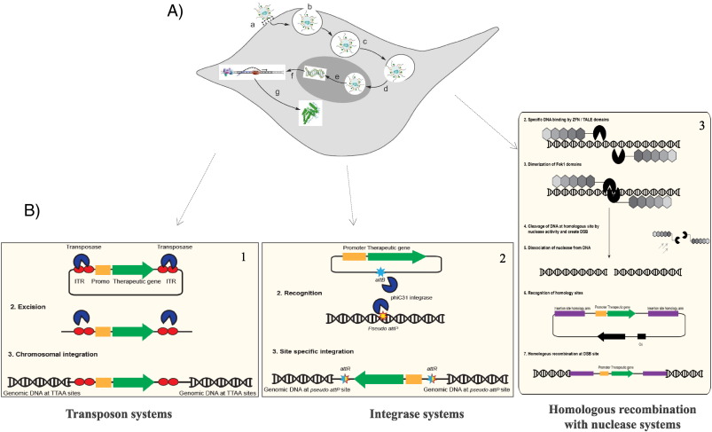 Non-viral gene therapy: Gains and challenges of non-invasive