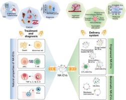 Engineering natural killer cell-derived extracellular vesicles for