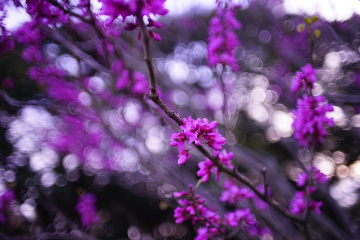 Cinemachic Eyes ：キノ精密工業製 KINO PRECISION KIRON 28mm F2
