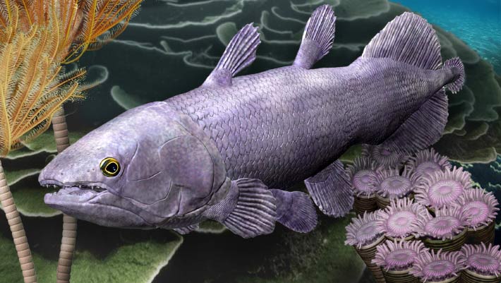 Coelacanthシーラカンス SWIM STANCE CHANGE 2枚 Coelacanth