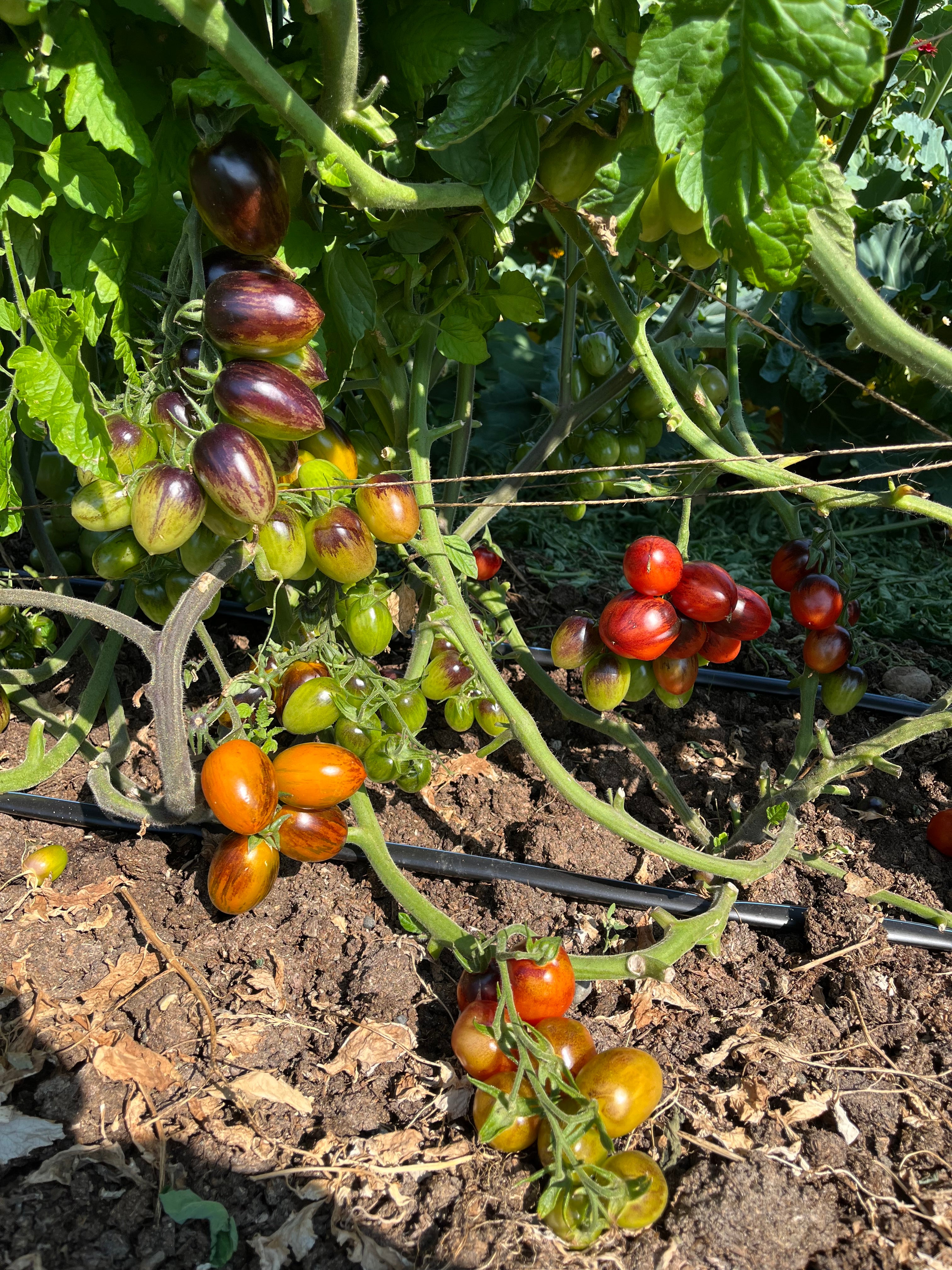 Jewelry Box Tomato Mix Seeds - Solanum lycopersicum – Cicada Seeds