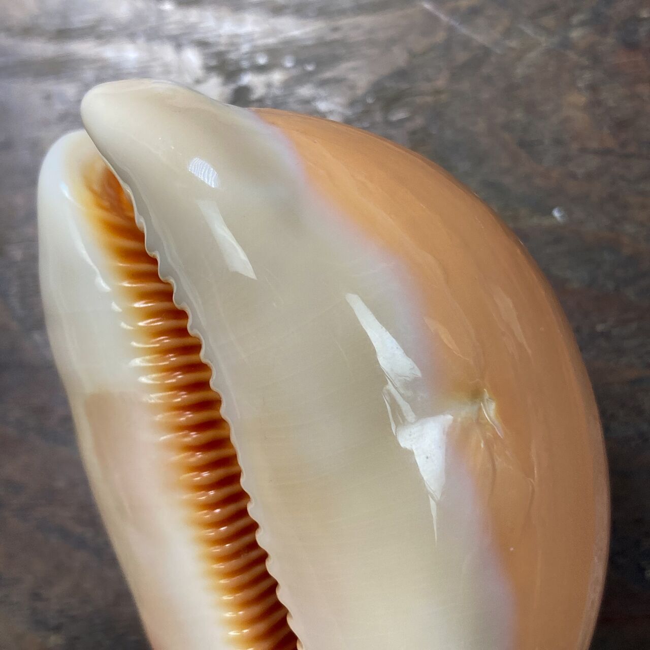 自然・標本 :: 標本 :: ナンヨウダカラ Golden Cowry 82mm ラベルなし