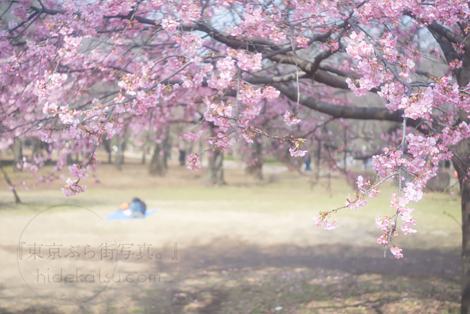早咲き桜で試し撮り！ Hexar Konishiroku 50mm F3.5 Leica L マウント