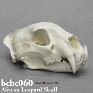 ヒョウ頭蓋骨模型 BCBC060｜ネコ科動物骨格模型