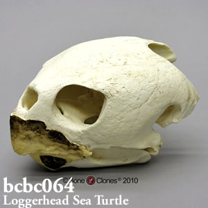 アカウミガメ頭蓋骨模型 BCBC138｜爬虫類の骨格