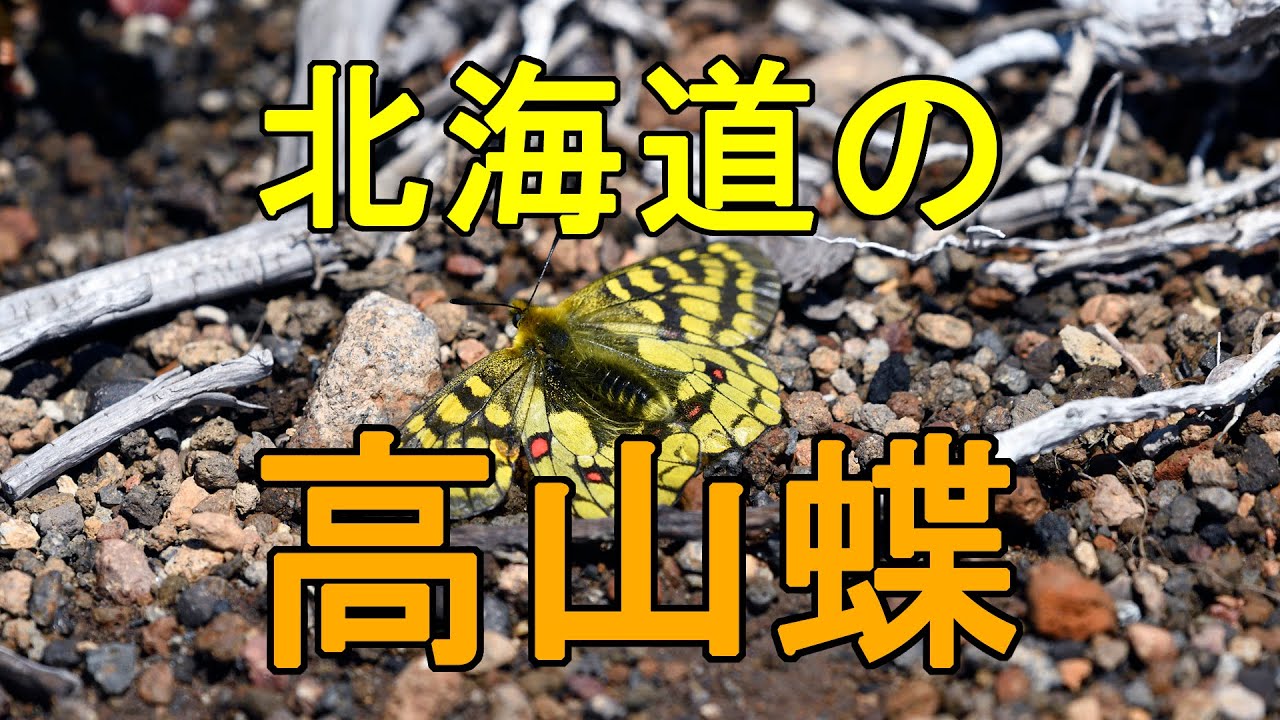 hq720.jpg?sqp=-