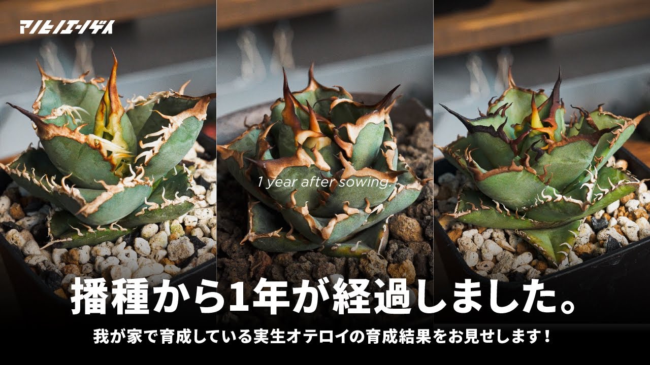 One Year After Growing from Seed] How did the seedling Oteroi grow