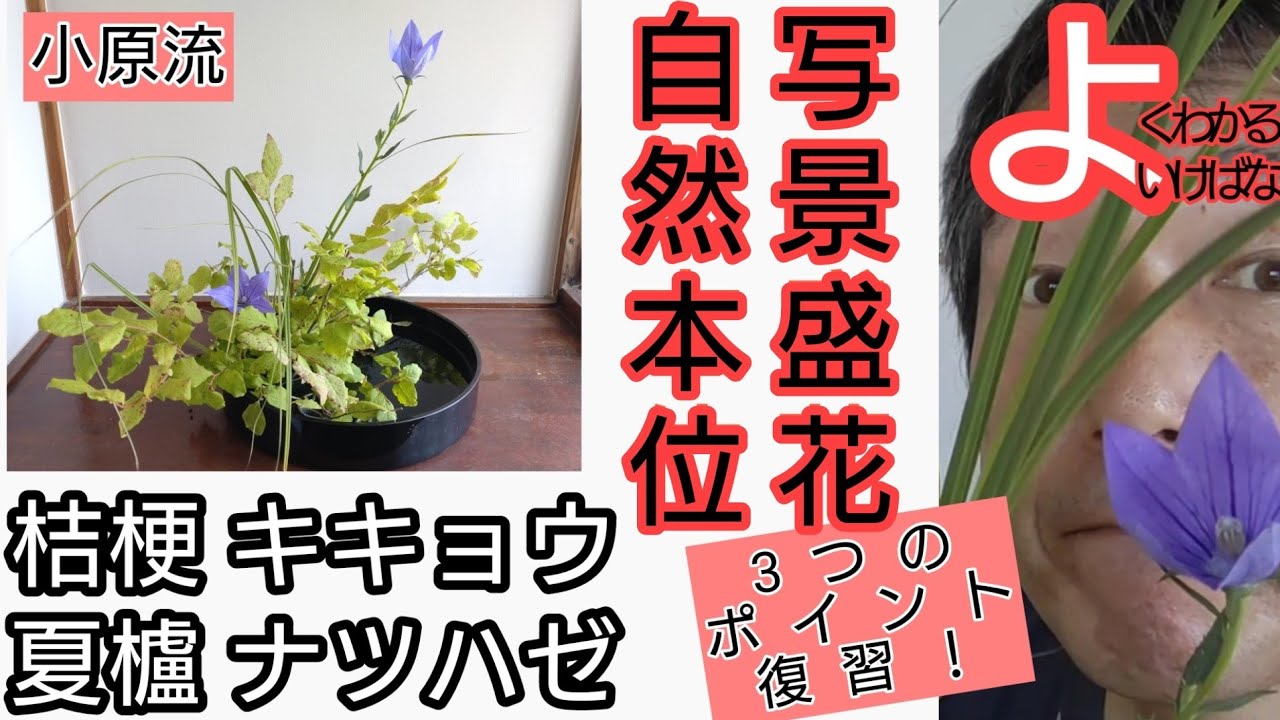 よくわかる 生け花】いけばな小原流 写景盛花自然本位 桔梗 キキョウ