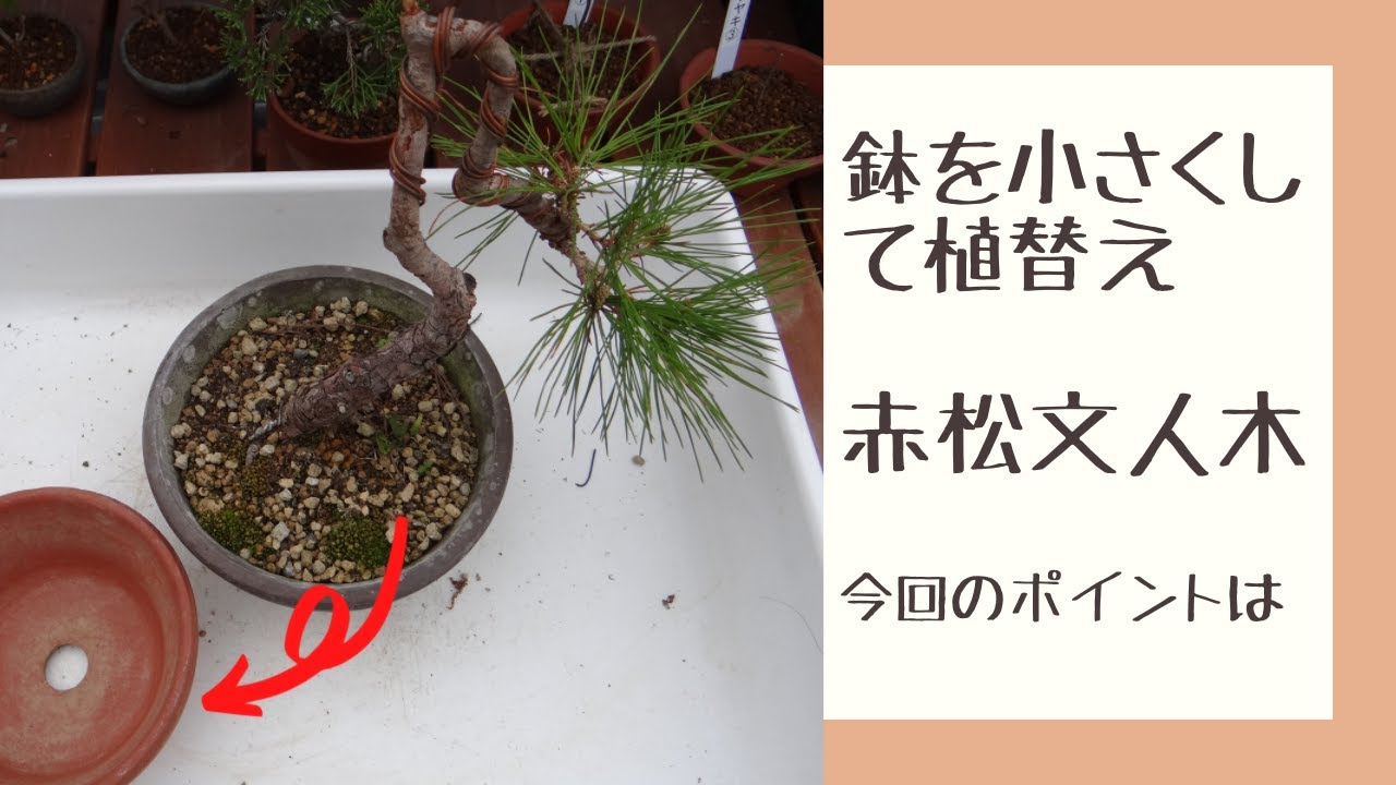 竹鳳 焼締変形盆栽鉢 貴風盆栽 小品盆栽 文人木 寄せ植え