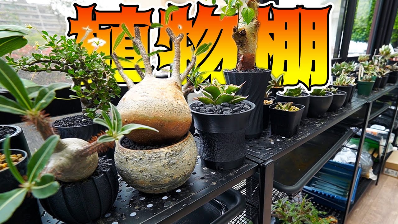 Plant Swamp] Here's a stylish plant shelf that will help you