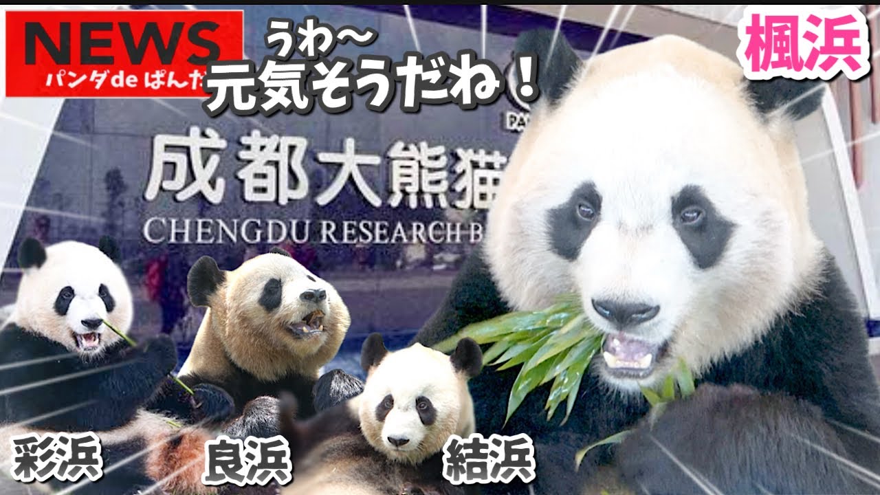 中国生活10日🐼浜家パンダの近況が伝わってきた！【楓浜、良浜、結浜