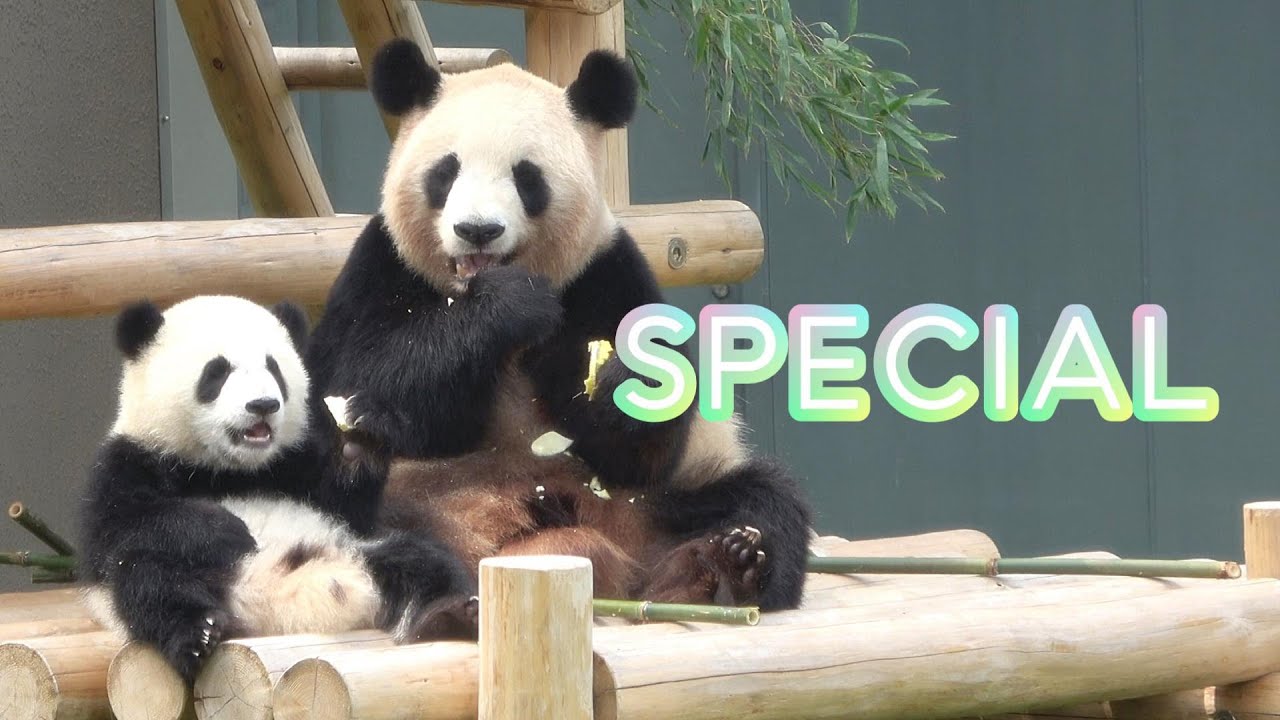 ピクニックワールド さるパンダ被り物 4兄弟⁈ ピクニックワールド さる