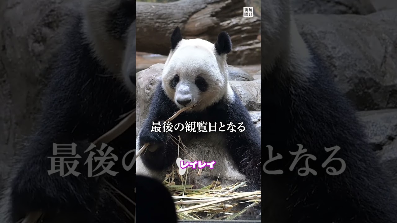 A symbol of Japan-China friendship, the twin giant pandas at