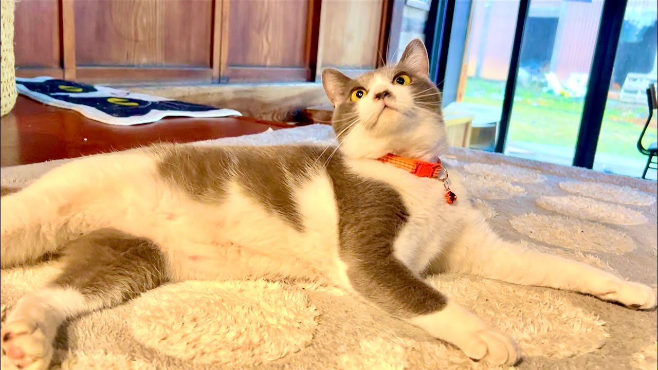 Cats Surviving a Once-in-a-Decade Cold Wave - YouTube