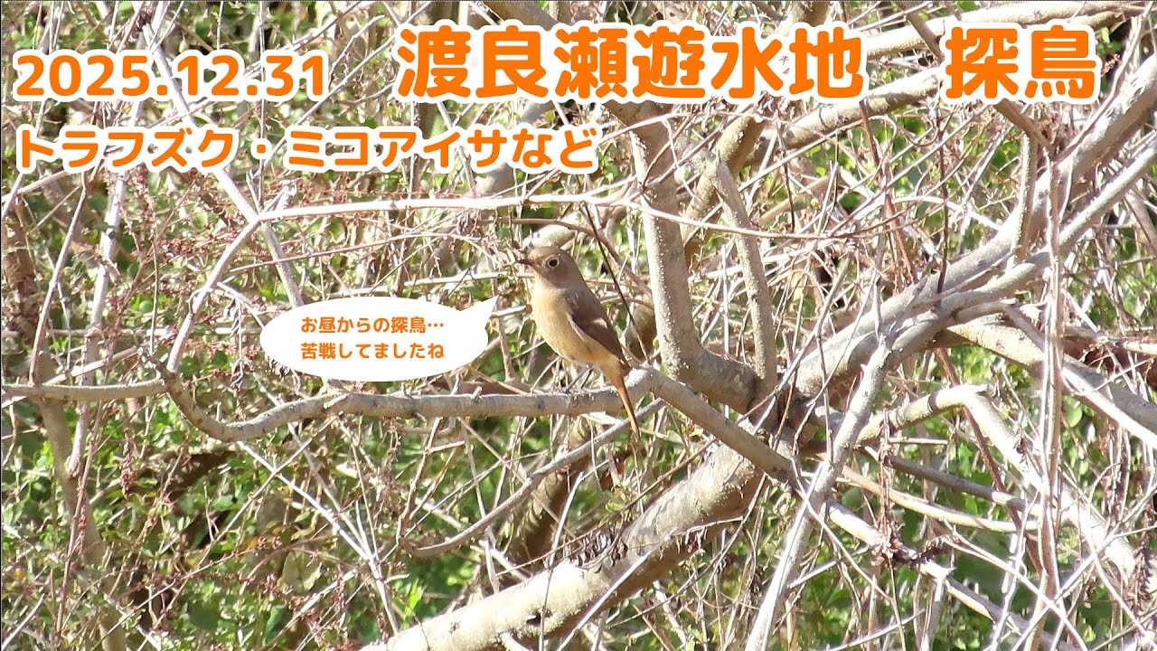 2025年12月31日 渡良瀬遊水地 探鳥 トラフズク ミコアイサ など - YouTube