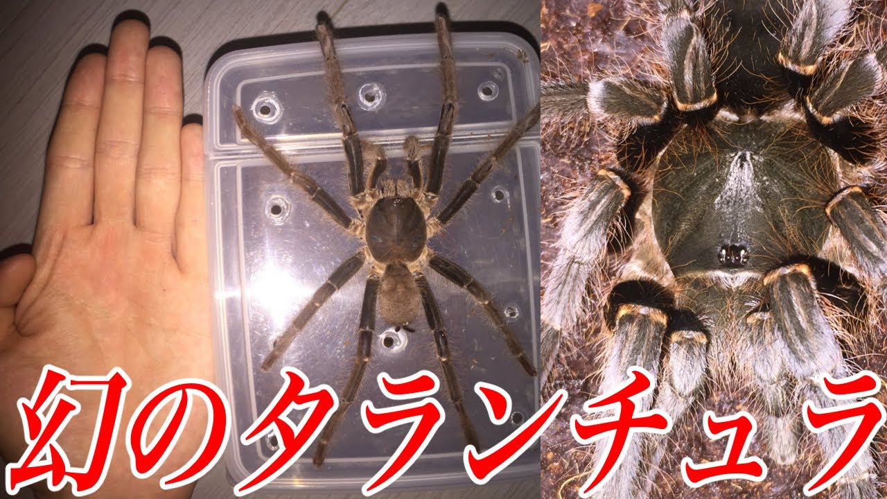 An extremely rare tarantula that lives in a dangerous area has