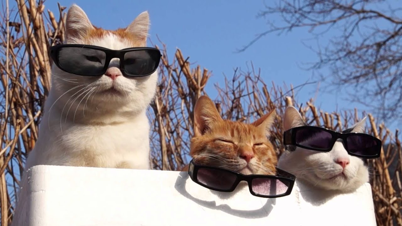のせ猫 x サングラス3つ Cat wear glasses 2014#2 - YouTube