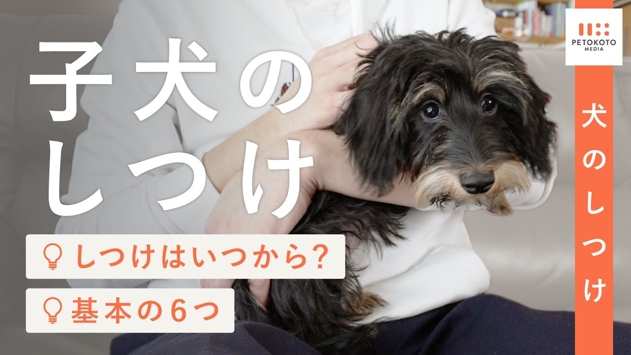 子犬のしつけ方】をドッグトレーナーが解説！（アイコンタクト