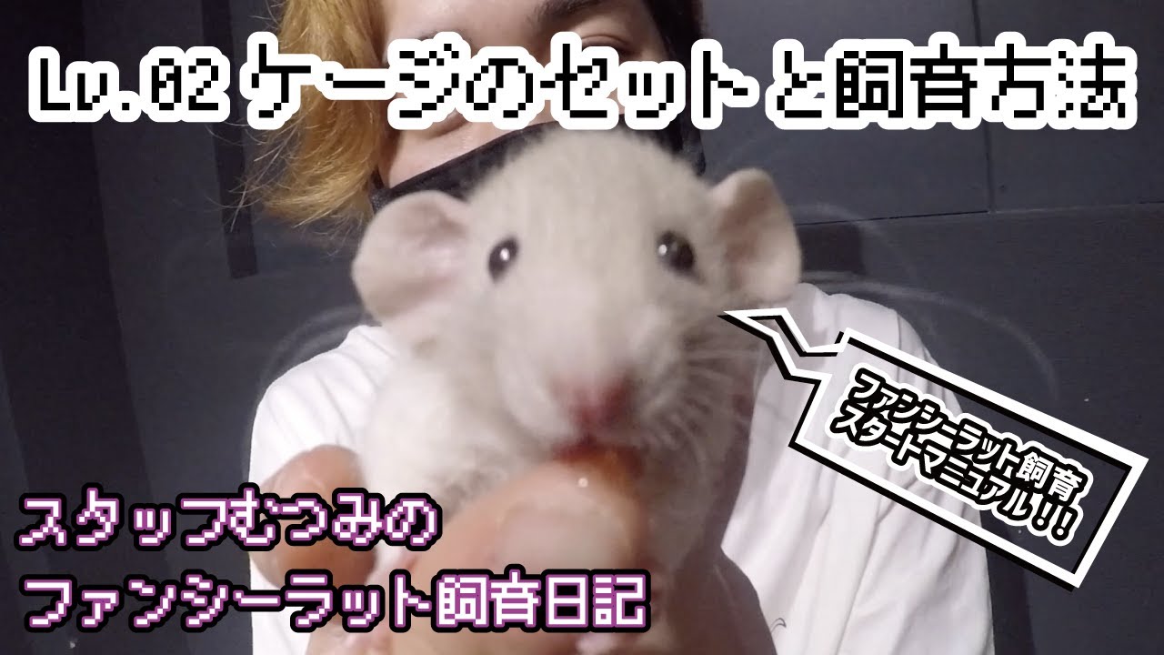Lv.02【ケージのセットと飼育方法】スタッフむつみのファンシーラット