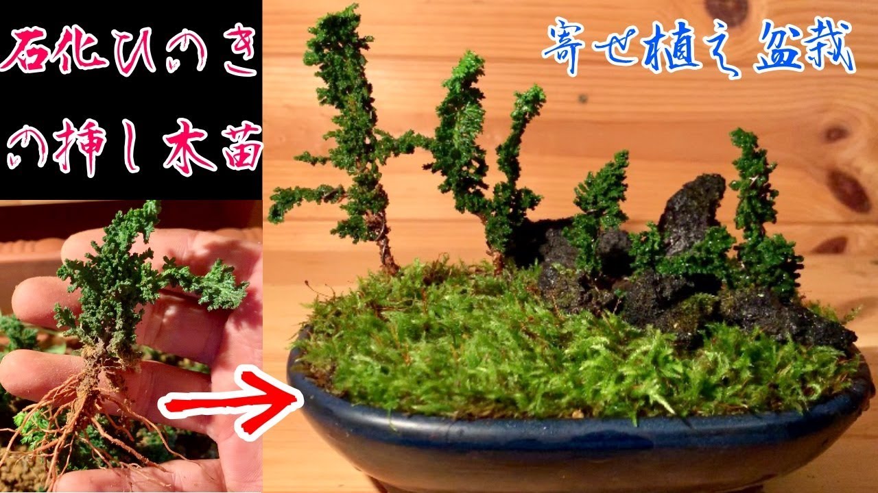 挿し木で作る！石化ひのきの寄せ植えミニ盆栽^ - ^ - YouTube